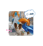 ぱぴぱぴパピヨン33（個別スタンプ：9）