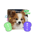 ぱぴぱぴパピヨン33（個別スタンプ：13）