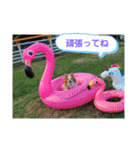 ぱぴぱぴパピヨン33（個別スタンプ：15）