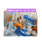 ぱぴぱぴパピヨン33（個別スタンプ：17）