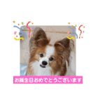 ぱぴぱぴパピヨン33（個別スタンプ：18）
