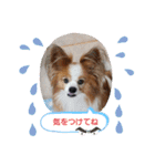 ぱぴぱぴパピヨン33（個別スタンプ：19）