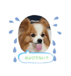 ぱぴぱぴパピヨン33（個別スタンプ：21）