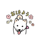 しば犬ララのHAPPY DAYS♡（個別スタンプ：7）