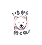 しば犬ララのHAPPY DAYS♡（個別スタンプ：23）