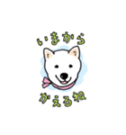 しば犬ララのHAPPY DAYS♡（個別スタンプ：24）