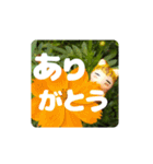 どげにゃんの毎日使えるあいづち編（個別スタンプ：12）