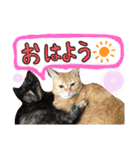 みぃちゃまスタンプ（個別スタンプ：2）