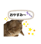 みぃちゃまスタンプ（個別スタンプ：3）