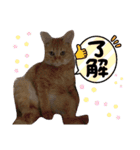 みぃちゃまスタンプ（個別スタンプ：4）