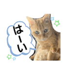 みぃちゃまスタンプ（個別スタンプ：6）