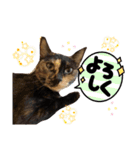 みぃちゃまスタンプ（個別スタンプ：8）
