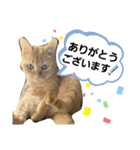 みぃちゃまスタンプ（個別スタンプ：9）
