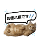 みぃちゃまスタンプ（個別スタンプ：10）