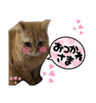 みぃちゃまスタンプ（個別スタンプ：11）