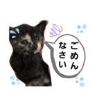 みぃちゃまスタンプ（個別スタンプ：12）