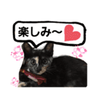 みぃちゃまスタンプ（個別スタンプ：13）