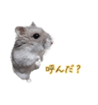 ハムスター（ブルーサファイア）（個別スタンプ：1）