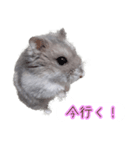 ハムスター（ブルーサファイア）（個別スタンプ：2）