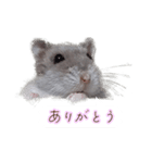 ハムスター（ブルーサファイア）（個別スタンプ：6）