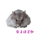 ハムスター（ブルーサファイア）（個別スタンプ：13）