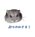 ハムスター（ブルーサファイア）（個別スタンプ：14）