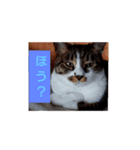 どんぐりゃーらいふ6.1（個別スタンプ：4）