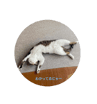 どんぐりゃーらいふ6.1（個別スタンプ：6）