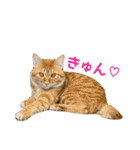 カブ天スタンプ1（個別スタンプ：3）