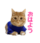 カブ天スタンプ1（個別スタンプ：5）