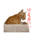 カブ天スタンプ1（個別スタンプ：7）