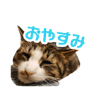 カブ天スタンプ1（個別スタンプ：8）