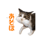 カブ天スタンプ1（個別スタンプ：12）