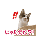 カブ天スタンプ1（個別スタンプ：18）
