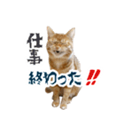 カブ天スタンプ1（個別スタンプ：21）