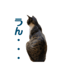 カブ天スタンプ1（個別スタンプ：24）