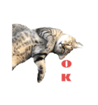 近所の猫ぽんたくんのスタンプ3（猫写真）（個別スタンプ：1）
