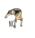 近所の猫ぽんたくんのスタンプ3（猫写真）（個別スタンプ：2）