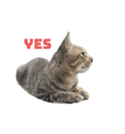 近所の猫ぽんたくんのスタンプ3（猫写真）（個別スタンプ：3）