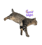 近所の猫ぽんたくんのスタンプ3（猫写真）（個別スタンプ：5）
