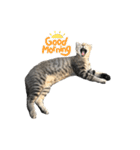 近所の猫ぽんたくんのスタンプ3（猫写真）（個別スタンプ：6）