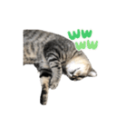 近所の猫ぽんたくんのスタンプ3（猫写真）（個別スタンプ：7）