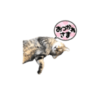 近所の猫ぽんたくんのスタンプ3（猫写真）（個別スタンプ：10）