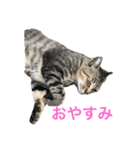 近所の猫ぽんたくんのスタンプ3（猫写真）（個別スタンプ：11）