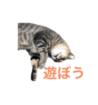 近所の猫ぽんたくんのスタンプ3（猫写真）（個別スタンプ：12）