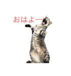 近所の猫ぽんたくんのスタンプ3（猫写真）（個別スタンプ：13）