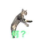 近所の猫ぽんたくんのスタンプ3（猫写真）（個別スタンプ：15）