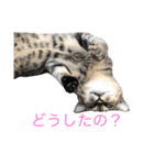 近所の猫ぽんたくんのスタンプ3（猫写真）（個別スタンプ：16）