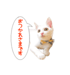 ばりカワ6ニャンズ♡まめくちゃみる（個別スタンプ：1）