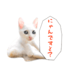ばりカワ6ニャンズ♡まめくちゃみる（個別スタンプ：4）